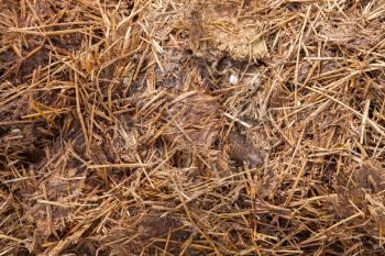 Close-up of manure mixed with hay, isolated