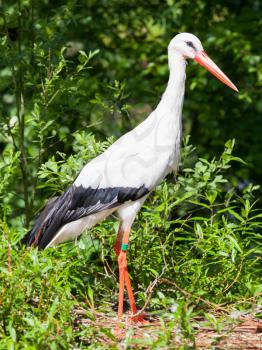 Adult stork in its natural habitat (Holland)