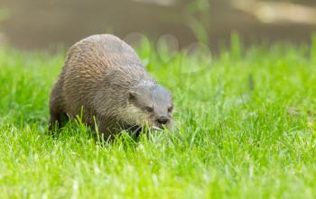 Wet otter is standing in the green grass, Holland