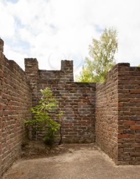 Plant little tree on old red bricks wall background, ruin
