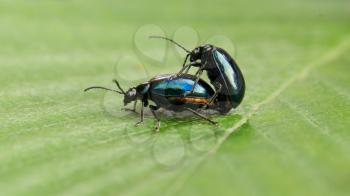 Pair of black beetles engaged in a mating behavior