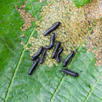 Group of small black caterpillars eating a leaf