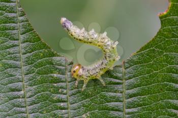 Small caterpillar eating a green leaf, natural setting