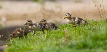 Small ducklings outdoor, walking on green grass