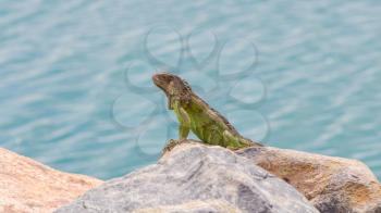 Green Iguana (Iguana iguana) sitting on rocks at the Caribbean coast