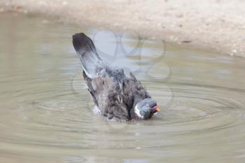 Wood Pigeon - Columba palumbus taking a bath in a pond