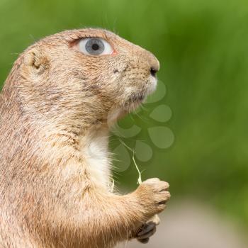 Prairie dog with a human eye, concept of humor