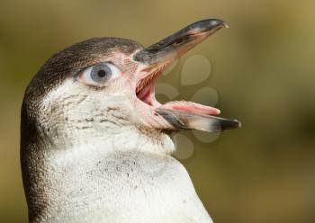 Humboldt penguin with a human eye, concept of humor