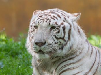 White tiger resting in it's natural habitat