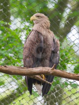 White tailed Eagle in captivity, fence in the background