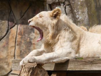 Female African white lion yawning in it's natural habitat