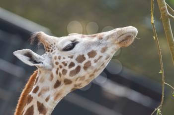Close up of a adult giraffe eating