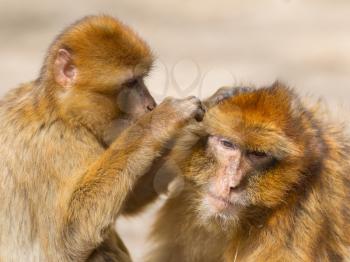 Two mature Barbary Macaque grooming, typical behaviour