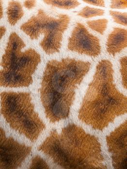 Genuine leather skin of giraffe, close up