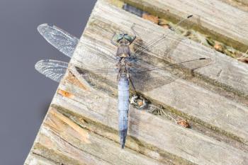Large blue dragonfly resting on piece of wood