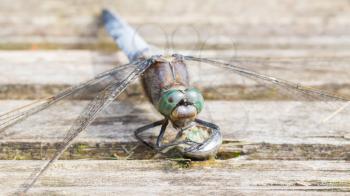 Large blue dragonfly protecting his small green eggs