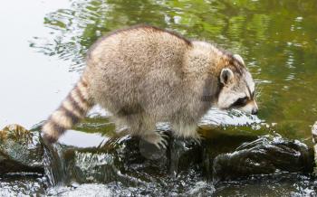 Adult raccoon at a small stream, Holland