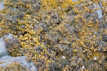 Green seaweed on the rocks at the sea, Scotland