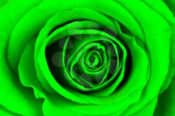 Close-up of a bright green rose, isolated