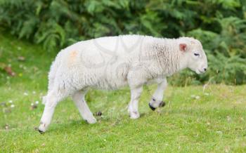 Little cute lamb walking on a field of grass