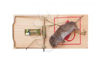 Mouse in a mousetrap it is isolated on a white background