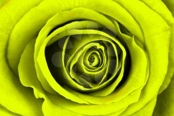 Close-up of a bright yellow rose, isolated