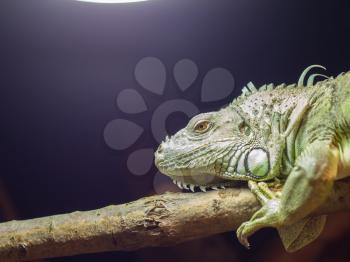 Close-up of a green iguana resting, selective focus