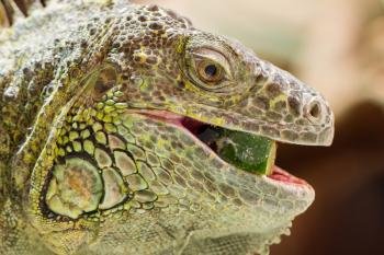 Close-up of a green iguana resting, selective focus