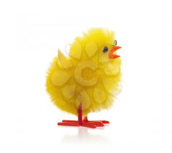 Single easter chick, isolated on a white background