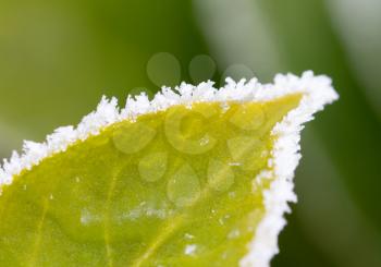 Green leaf with ice, selective focus on some crystals