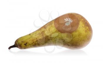 Close up of a pear with white area of fungus growing on it, isolated on white