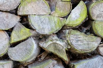 Wood pile turning green, old and dirty