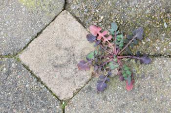Weed growing in the cracks between patio stones, selective focus