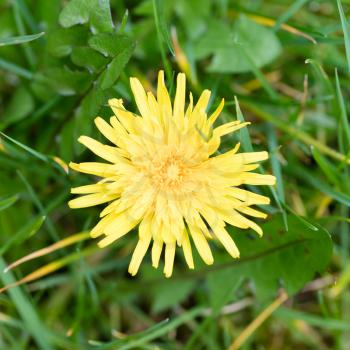 Yellow dandelion in the grass, selective focus, close up, macro, background