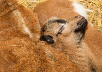 Newborn brown goat using his mom as a pillow