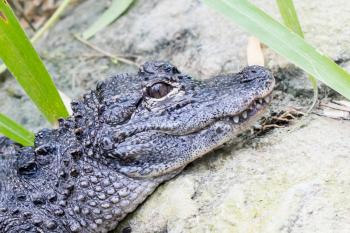 Close-up of a Chinese alligator (Alligator sinensis)