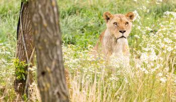 Single female lion resting in the fresh grasss