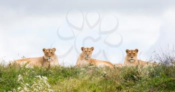 Three female lions resting in the fresh grasss