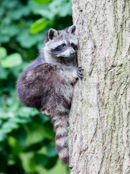 Adult racoon climbing a large tree, selective focus