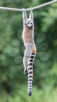 Ring-tailed lemur (Lemur catta) sitting on a rope