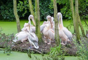 Group of pelicans standing on a small island