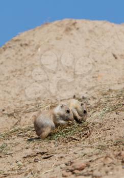 Two young black-tailed prairie marmot (Cynomys Ludovicianus) on a sandy hill