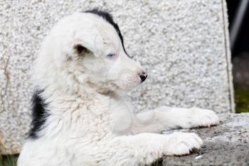 Border Collie puppy on a farm, one blue eye