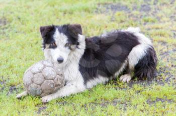 Playful Border collie with a ball in the rain