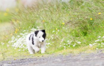 Small Border Collie puppy on a farm, brown eyed