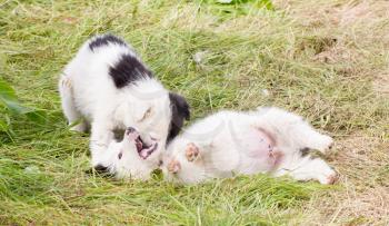 Two playful Border Collie puppies on a farm
