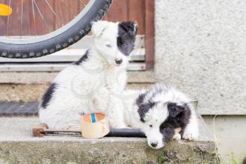 Two Border Collie puppies sleeping on a farm, one with blue eye