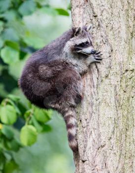 Adult racoon climbing a large tree, selective focus