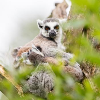 Ring-tailed lemur (Lemur catta) resting in a tree