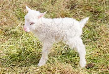 Little newborn lamb standing on the grass - Iceland